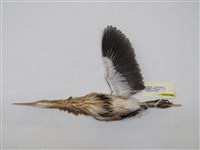 藏品(黃小鷺)的圖片